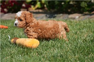 Kelpie - puppy for sale
