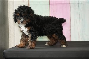 Kendrick - Cavapoo for sale