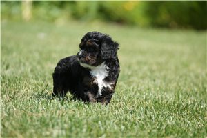 Kendrick - Cavapoo for sale