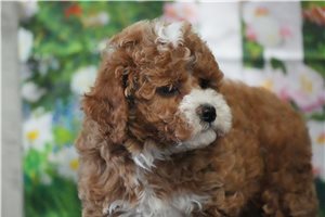 Angelica - Cavapoo for sale