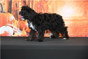 Kali - Cavapoo for sale