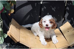 Henrietta - puppy for sale