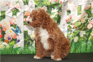 Oakley - puppy for sale