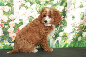 Olivia - Cavapoo for sale