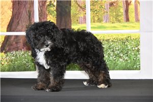 Kali - puppy for sale