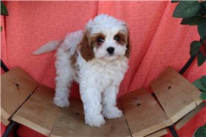 Sanford - puppy for sale