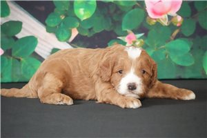 Alden - puppy for sale