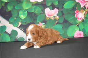 Alex - Cavapoo for sale