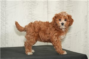 Octavia - Cavapoo for sale