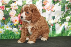 Olivia - puppy for sale