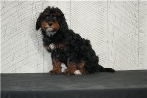 Opal - Cavapoo for sale