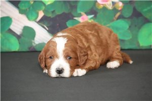 Albert - puppy for sale