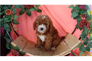 Johnny - Cavapoo for sale