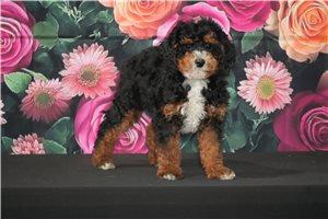 Owen - Cavapoo for sale