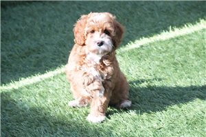 Murray - puppy for sale