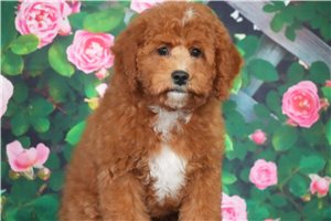 Oliver - Cavapoo for sale