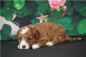Angelica - puppy for sale