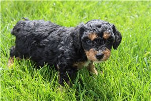 Hayes - Cavapoo for sale