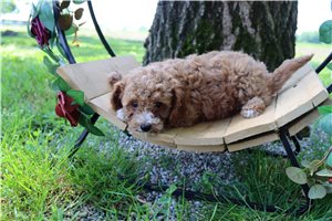 Hitch - Cavapoo for sale