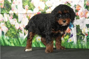 Opal - puppy for sale