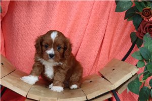 Sasha - puppy for sale
