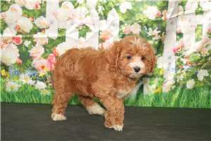 Octavia - puppy for sale