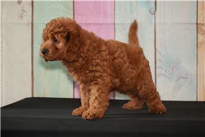 Cisko - Cavapoo for sale