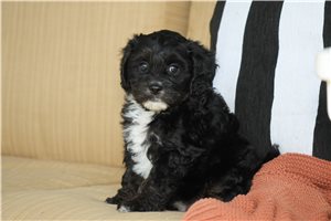 Kali - puppy for sale