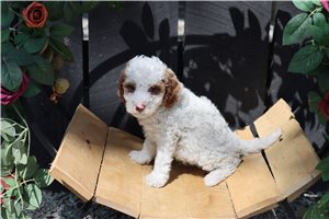 Horace - puppy for sale