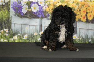 Kali - Cavapoo for sale