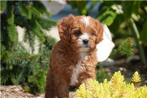 Kadeelyn - puppy for sale