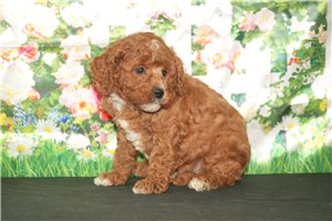 Oliver - puppy for sale