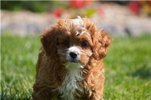 Cirrus - Cavapoo for sale
