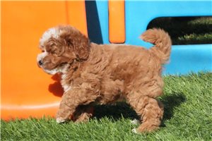 Marlin - Cavapoo for sale