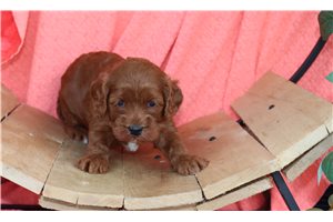 Jess - puppy for sale
