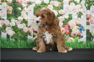 Alden - Cavapoo for sale