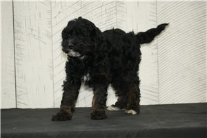 Odette - Cavapoo for sale