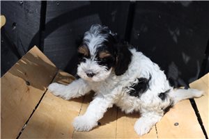 Hazel - puppy for sale