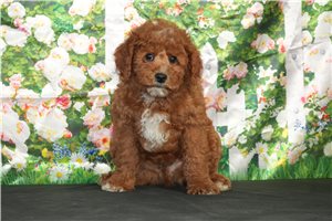 Oliver - Cavapoo for sale