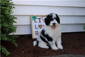 Precious - puppy for sale