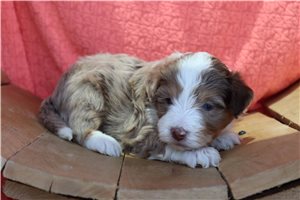 Polly - Mini Bernedoodle for sale