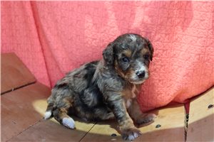 Pauly - Bernedoodle, Mini for sale