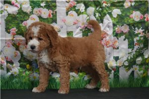 Pharoah - puppy for sale