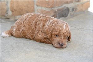 Sadie - Cavapoo for sale