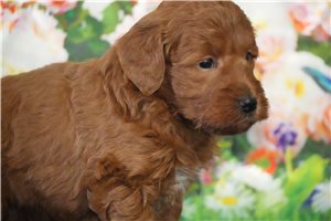 Blaire - puppy for sale