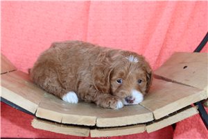 Maddie - Goldendoodle, Mini for sale