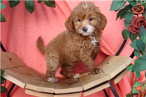 Maddie - Mini Goldendoodle for sale