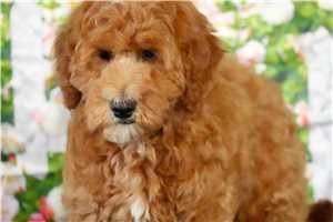 Patton - Goldendoodle, Mini for sale