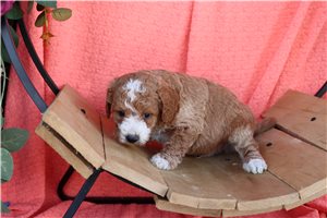 Monterey - puppy for sale