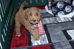 Bitsy - puppy for sale